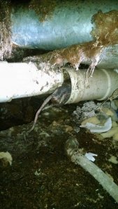 just-in-time-plumbing-best-plumber-kings-mountain